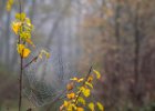 Autumn on the Web